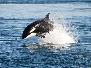 Vajon milyen hatással lesz a turizmusra, ha felére csökken a kardszárnyú delfinek száma?