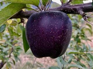 Az almák királya: Black Diamond