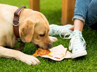 Milyen élelmiszereket tilos a kutyának adni?