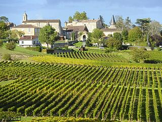 Vágják ki a gazdák a szőlőtőkéket Bordeaux-ban