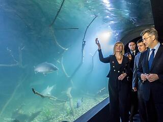 Pisztráng, süllő, lazac és rák - megnyílt Horvátország első édesvízi akváriuma