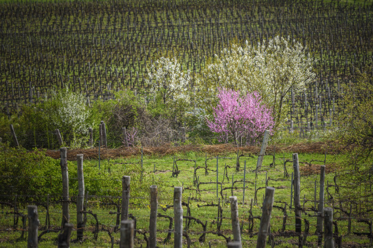 Tokaj - virágzó mandulafák a szőlőskertben / depositphotos.com.