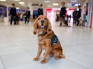Kutyák szűrhetik a reptereken a covidosokat