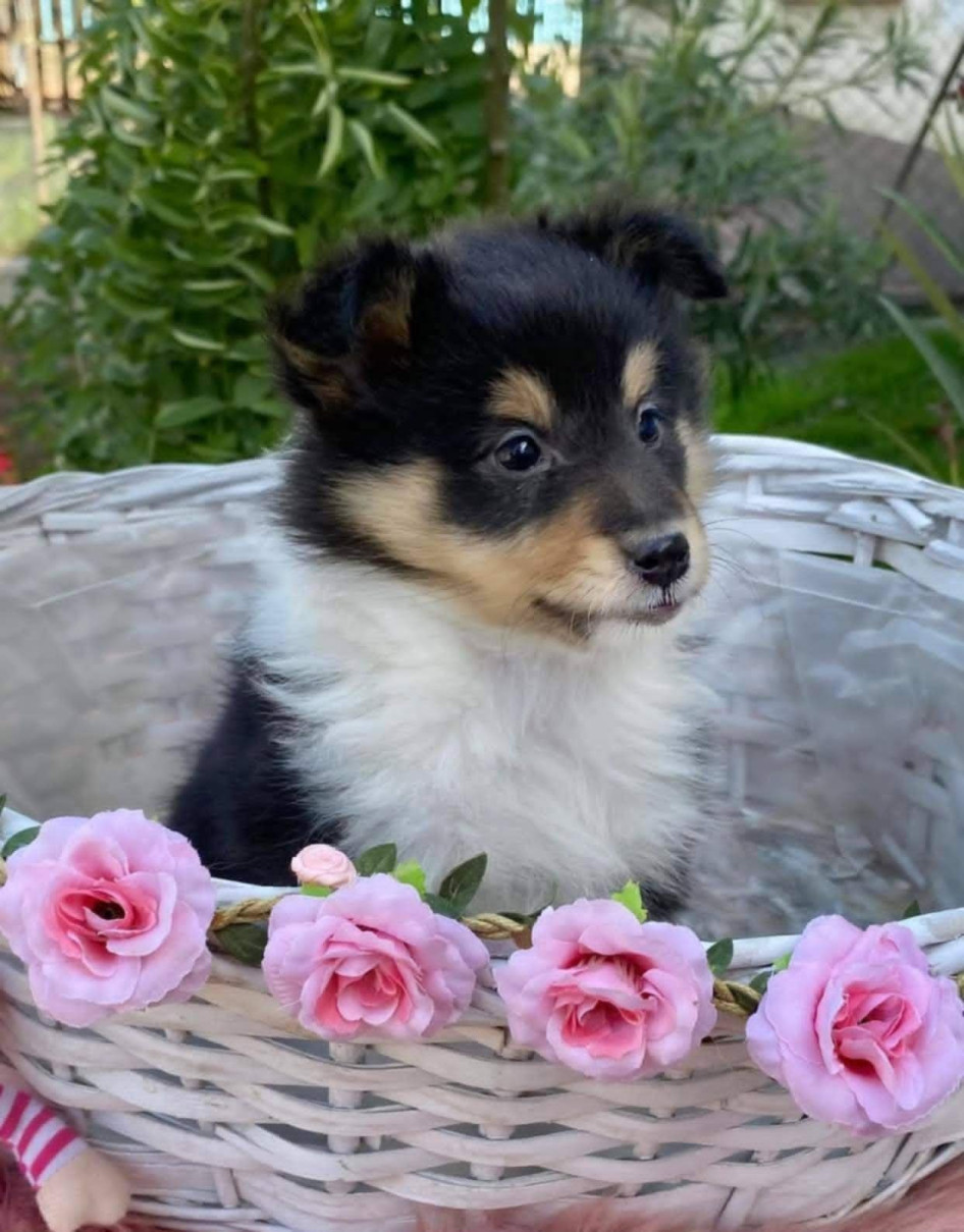  Mimi, a shelite kölyök