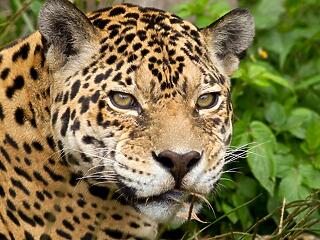 New Orleans: egy róka a kilencedik áldozata a kiszabadult jaguárnak