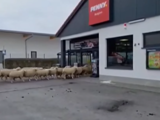 Birkaroham a Pennyben – videóval