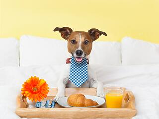 A hotelesek kezdenek ráébredni a kutyabarátság fontosságára