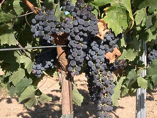 Merlot-kisokos