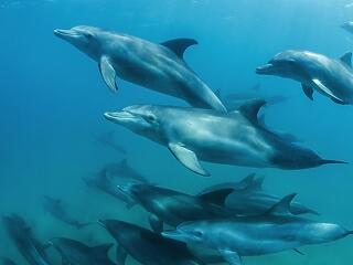 Bálnák és delfinek Máltánál