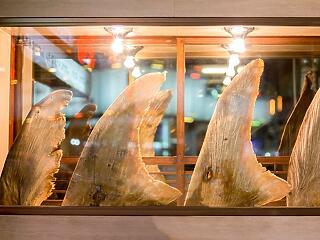 Veszélyeztetett fajú cápák húsát is felszolgálják brit éttermekben
