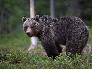 Nagy problémát okoznak a medvék Erdélyben