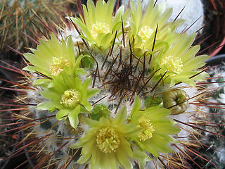 Kaktuszhegyek a Fűvészkertben