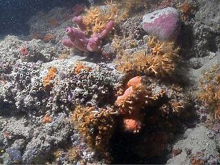 Korallzátonyokat találtak az Adriában