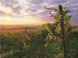 Az osztrák főváros büszke a boraira