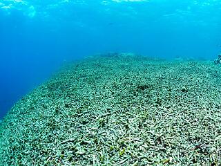 50 év múlva nem lesznek korallzátonyok