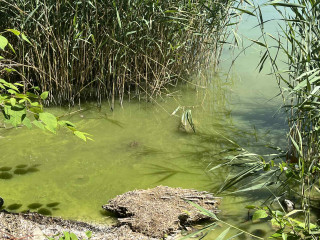 Panaszkodnak a Balaton zöld vízére