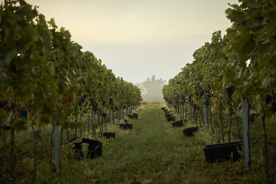A pincészet birtokain idén is a sauvignon blanc-nal kezdődött