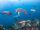 Novotel-WWF együttműködés a fenntarthatóság érdekében