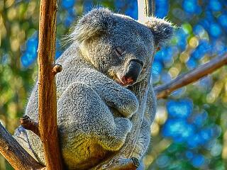 Ha ausztrál szállodás vagy, sose bérelj koalát!