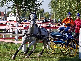 Száz ló versenyez szeptemberben Mezőhegyesen