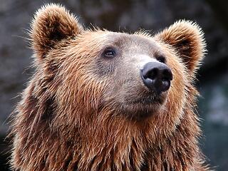 Rossz hír: meglátta az árnyékát Hugi, a pesti állatkert barna medvéje