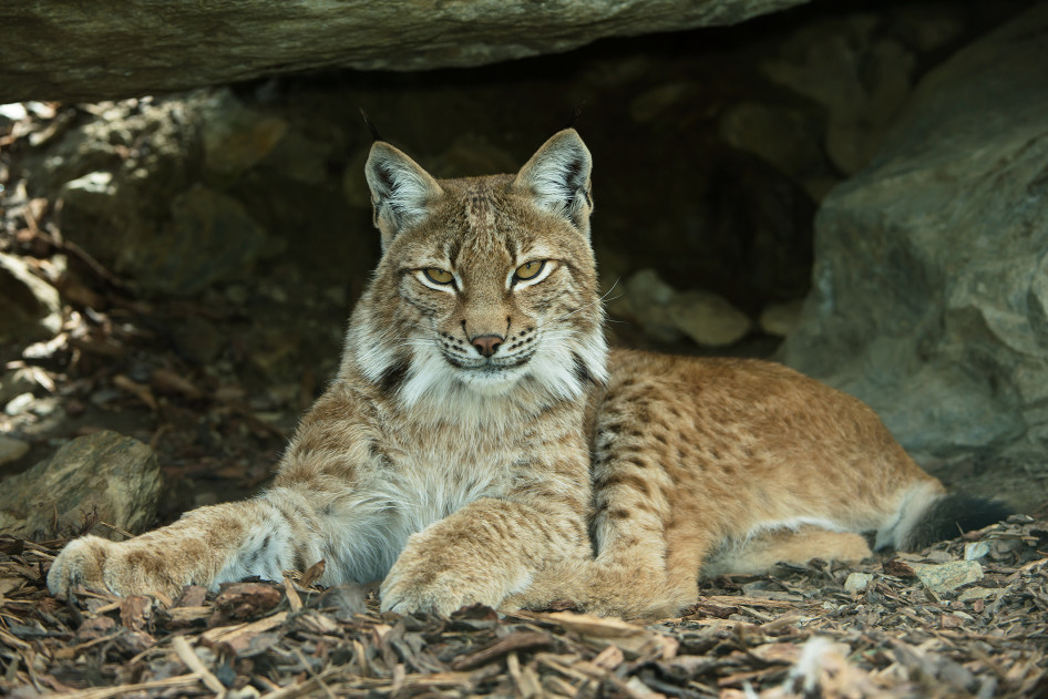  Ez a macska nem egy házi kedvenc, hanem az asslingi vadaspark lakója / Forrás: Wildpark Assling