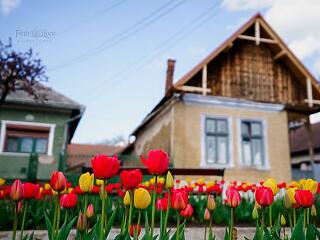 58 ezer nyíló tulipánnal csalogat ez az erdélyi település