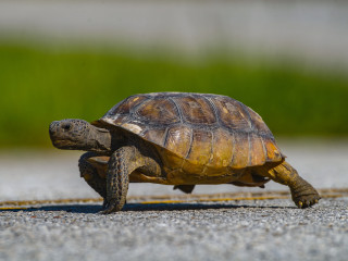 Teknősök az úton – a közlekedők segítségét kérik a természetvédők 
