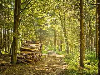 Törvénymódosítással növelik az erdőterületet