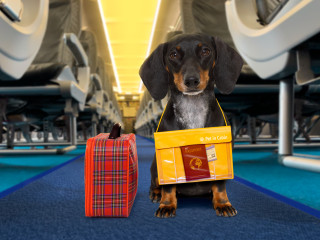 Májusban indul a világ első kutyabarát légitársasága