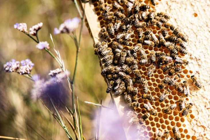 Néhány tulajdonságot mi is eltanulhatunk a méhektől