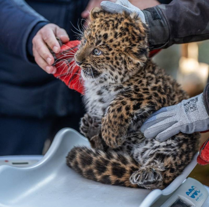Észak-kínai leopárd született a Zoo Debrecenben / Fotó: Zoo Debrecen
