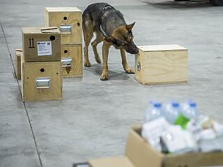 Repülőtéri robbanóanyag-kereső kutyákat képeznek Sármelléken