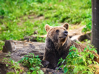 Rendelet született a medvék és farkasok kilövéséről Romániában