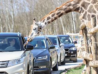 Légben sétáló akrobatával ünnepel a nagykőrösi állatpark