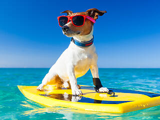 Szörfbajnokság kutyáknak