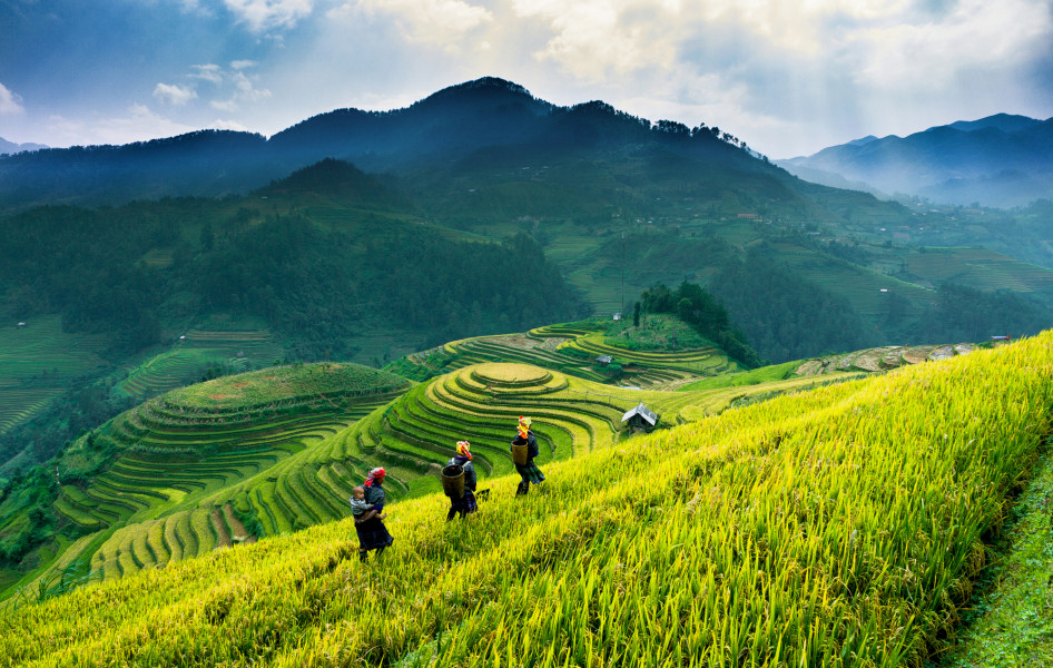Vietnam, rizsföldek, teraszok, magaslatok
