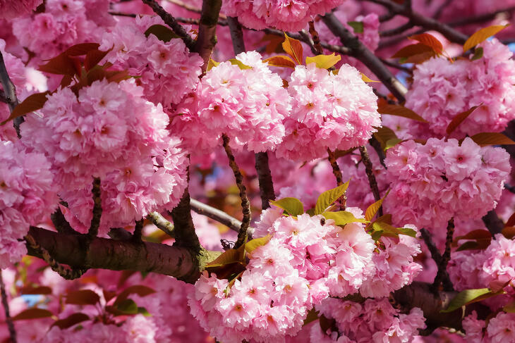 csereszenyefa virágzás