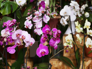 Séták a szegedi orchidealigetben