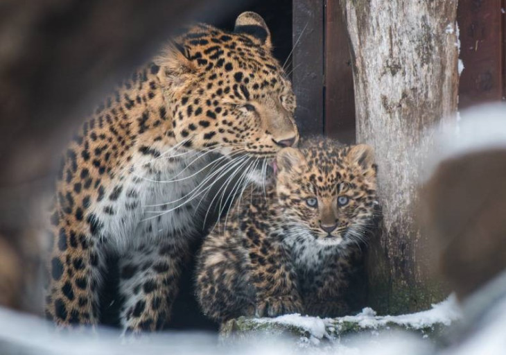 Észak-kínai leopárd született a Zoo Debrecenben / Fotó: Zoo Debrecen