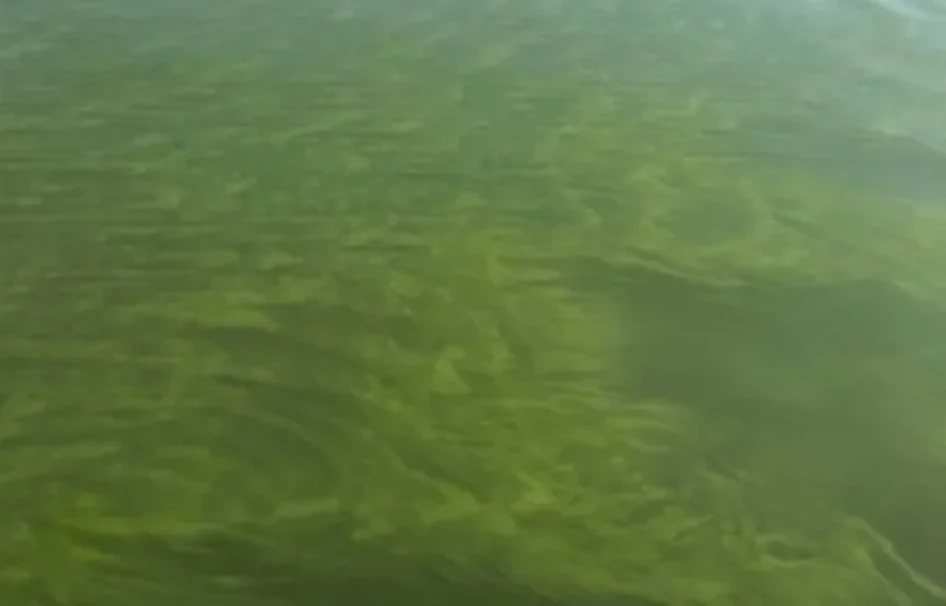 Kék alga / Forrás: hirbalaton.hu