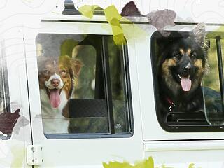 Utazási iroda nyílt Hollandiában - kutyáknak