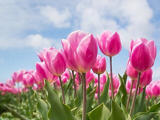 Megnyílt a tulipános kert Mórahalom határában