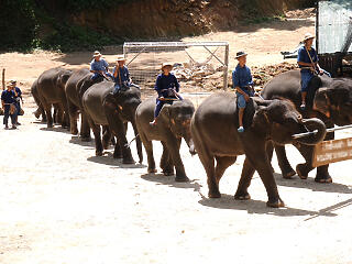 Tudta, hogy van elefánt-turizmus?