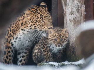 Világritkaság: észak-kínai leopárd született a Zoo Debrecenben!