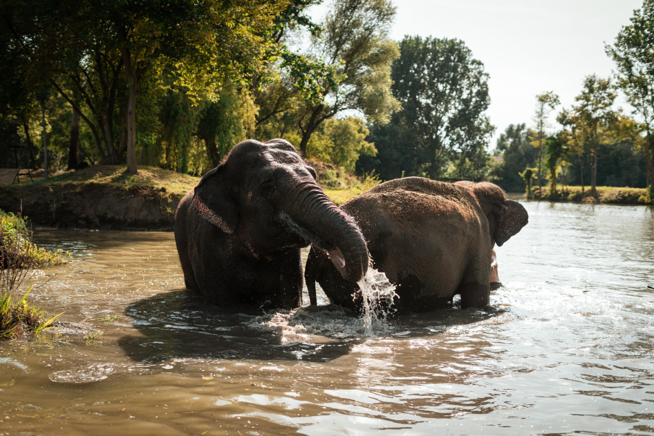 Az elefántfürdetés a safari park egyik legkedveltebb élményeleme