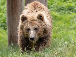 Medvék az Aggteleki Nemzeti Park területén