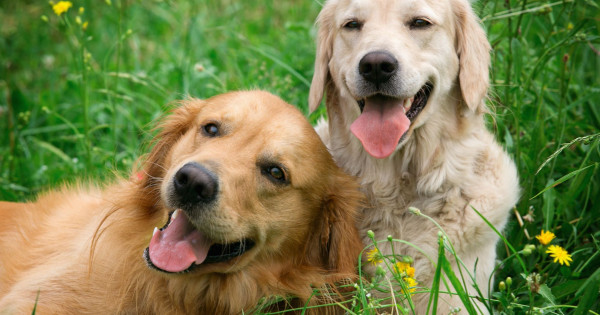 Dogz Kutyafesztivál