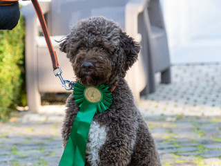 Szarvasgomba és Lagotto Fesztivál Alsópetényben