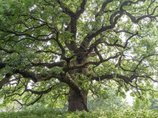 Titkokat őriznek az ország legkülönlegesebb és legidősebb fái